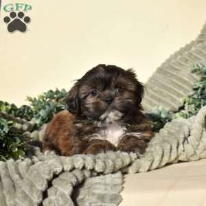 Barley, Shih Tzu Puppy